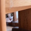 猫に嫌われたときに使える『信頼回復』のコツ5選　関係が悪化する原因や正…