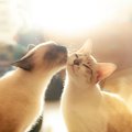 歴史に残る『猫にまつわる名言』選　猫を愛した偉人たちが残した、愛…