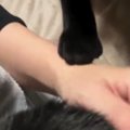 猫のことを撫でていると、もう1匹の猫が手を触ってきて…予想外の『可愛い…
