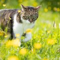亡くなった猫が待つ『虹の橋』に関する4つの説　どう過ごしているの？いつ…