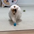 ボールを転がして遊ぶ猫→『右のおてて』を使ったときだけ…『独特な仕草』…