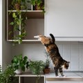 猫のいる家は要注意！猫には害になる『危険すぎる植物』5選　逆に置いて大…