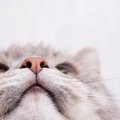 猫の感情が高ぶった時にする10の仕草