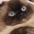 飼い主さんに捕まってしまった猫→表情が"可愛すぎてたまらない"…