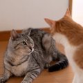 猫が『自分が相手より弱い』と感じたときの4つのサイン　負けを認める…