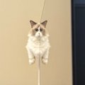 浮いている猫を目撃……？二度見不可避の『不思議な光景』がすごいと17万表…