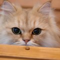 猫は人によって態度が変わる？人の特徴別にみる5つのケース