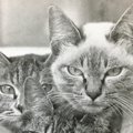 『３匹の猫がうつるモノクロの写真』かと思ったら…思わず唸る『驚きの…