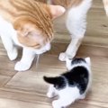 部屋を探索する赤ちゃん猫→『優しい先住猫』が近くにやってくると…可…