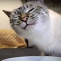 極上牛肉にじゅるり！猫ちゃんのご馳走タイム♪