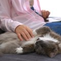 猫が『あなたの近くから離れない』ときの理由5つ　気持ちの見分け方や…