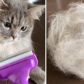 猫から取れた『大量の抜け毛』でアイテムを作成したら…素敵すぎる『完…