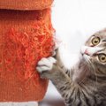 賃貸でも大丈夫！猫が壁で爪とぎするのを防止する方法