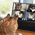 猫たちによる組織『NNN（ねこねこネットワーク）』の謎4選　もしかしたら…