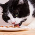 猫が『食べ方が下手』になるのはなぜ？考えられる4つの理由と改善のた…