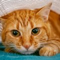 猫にとって新居への『引っ越し』は大きなストレス　飼い主が事前にすべき…