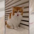 『ニヤリ…笑』悪い顔で何か思いついた様子の猫ちゃん「おもしろいイタ…