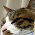 ベッドのフチに顔を乗せて『くつろいでいた猫』→アゴが……思わず笑ってしま…