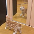 子猫が生まれて初めて『鏡』を見たら…2400万再生突破の"可愛すぎるリ…