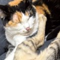 新居にきて1日目は『ビクビクしていた猫たち』→2日目になると…順応力が高…