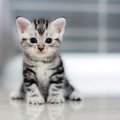 猫は世界で一番かわいい生き物！人々を魅了する７の魅力