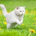 猫が突然走り出す5つの理由！飼い主の正しい対処法と注意点