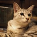 猫が決まった時間に行動する理由４つ