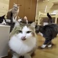 「ぼくのおやつどこ!?」　5匹のきょうだい猫がおやつに大興奮！　激し…