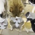 この可愛さ、新感覚鏡！？猫ちゃんにおやつをあげてみたら…