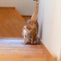 猫の『おしり』に関連する危ない病気4選　放置してはいけない理由や早期発…