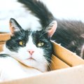 猫の『毛色が変わる』こともある？考えられる3つの原因　病気のサインの場…