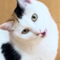 飼い主を見つめる三毛猫→次の瞬間…予想外の『かまってアピール』に「あざ…