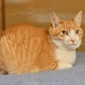猫が『香箱座り』をするときの心理4選　どんな意味があるの？気持ちを読み…