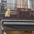 猫の町『谷根千」へ！住民より住猫が多い？！下町風情溢れる街のみど…