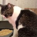 「触らニャいで」落ち込む猫くんに何があったの…？