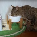 自動給水機からシンプルなおNEWの給水機に！猫ちゃんは飲んでくれるか…