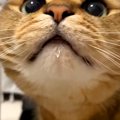 オヤツを食べてご機嫌な猫→ママがお口を拭いてあげようとしたら…『想…