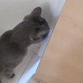 娘のことが大好きすぎる猫→部屋に入った瞬間から…笑ってしまうほどの…
