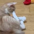 『青いエビのおもちゃ』に反応した猫→次の瞬間…勢いのありすぎる『まさか…