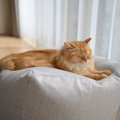 気をつけたい、猫の『春の病気』5つ　季節の変わり目は猫も体調を崩し…