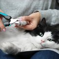うちの子の「爪切り」これで大丈夫？猫の爪の成長速度を知って健康管理に…