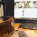 「猫ハラ」って知っていますか？困るようで実はちょっとうれしい、猫…