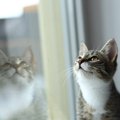 猫と暮らす家を選ぶときに大切な条件7つ　安全で快適な生活を送る選び…