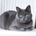 猫が『前足をしまって座る時』の心理3選　他の座り方との違いは何？