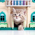 インテリア性も欲しい！猫ちゃんとの暮らしのアイディア