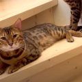 「ここは通さないニャ」階段で通せんぼする猫くん！