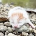『川辺に捨てられていた子猫』を保護して半年…2匹の先住猫が見せた対応と…