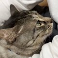 『初対面の友人』に、『甘えん坊な猫』が……まさかの光景が羨ましすぎ…
