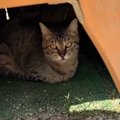 『ついてきて』というように移動し始めた母猫→あとを追ってみた結果…『驚…
