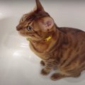 濡れても平気？お風呂で水遊びをする猫さんたち！